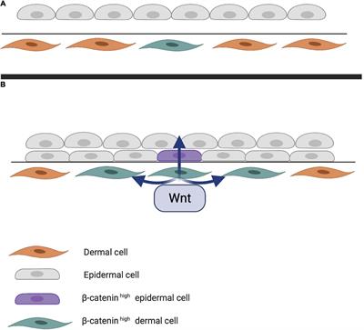 Back to the Future: From Appendage Development Toward Future Human Hair Follicle Neogenesis